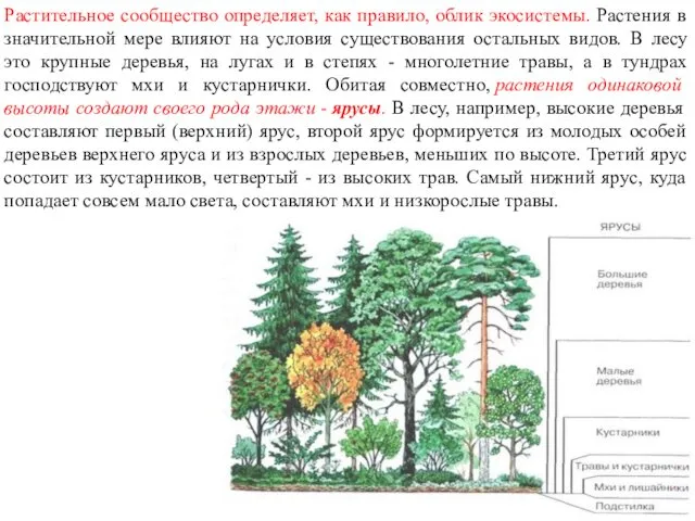 Растительное сообщество определяет, как правило, облик экосистемы. Растения в значительной