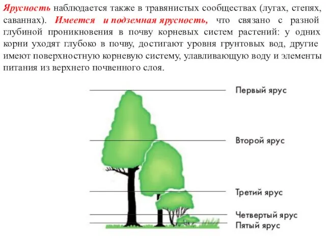 Ярусность наблюдается также в травянистых сообществах (лугах, степях, саваннах). Имеется