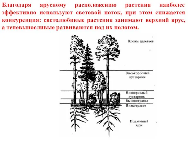 Благодаря ярусному расположению растения наиболее эффективно используют световой поток, при