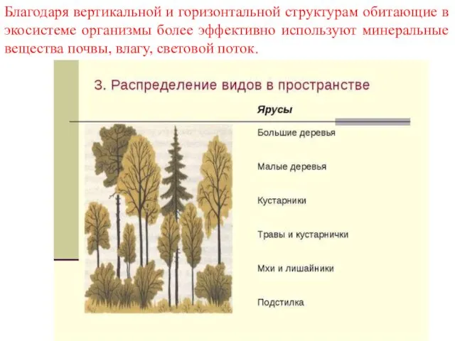 Благодаря вертикальной и горизонтальной структурам обитающие в экосистеме организмы более