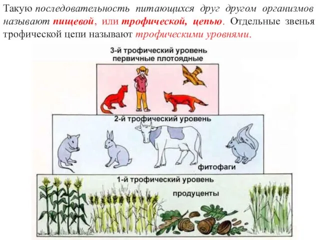 Такую последовательность питающихся друг другом организмов называют пищевой, или трофической,