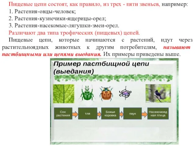 Пищевые цепи состоят, как правило, из трех - пяти звеньев,