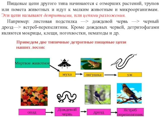 Пищевые цепи другого типа начинаются с отмерших растений, трупов или