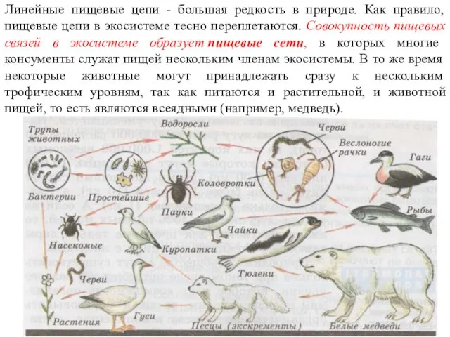 Линейные пищевые цепи - большая редкость в природе. Как правило,