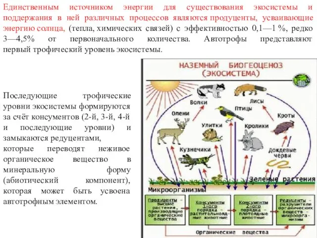 Единственным источником энергии для существования экосистемы и поддержания в ней