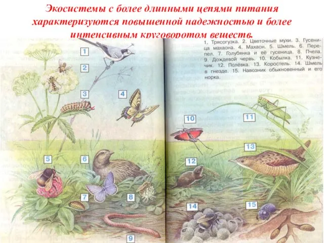 Экосистемы с более длинными цепями питания характеризуются повышенной надежностью и более интенсивным круговоротом веществ.