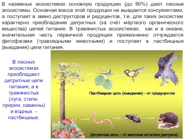 В наземных экосистемах основную продукцию (до 90%) дают лесные экосистемы.