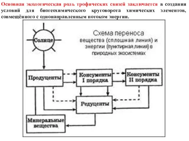 Основная экологическая роль трофических связей заключается в создании условий для