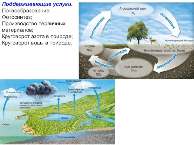 Поддерживающие услуги. Почвообразование; Фотосинтез; Производство первичных материалов; Круговорот азота в природе; Круговорот воды в природе.