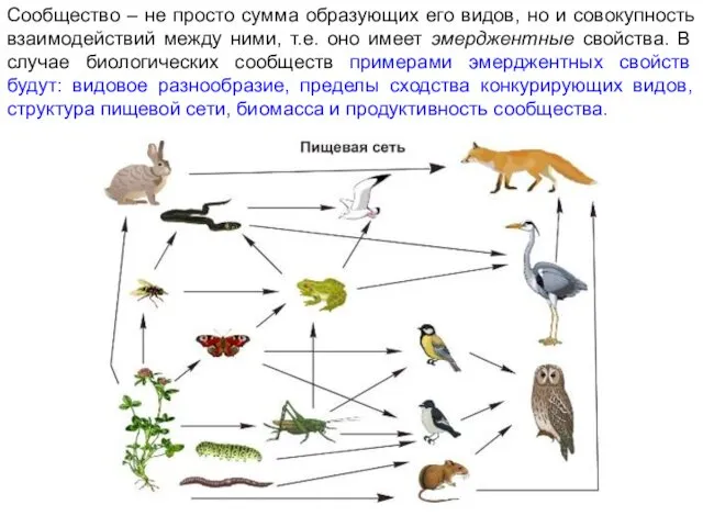 Сообщество – не просто сумма образующих его видов, но и