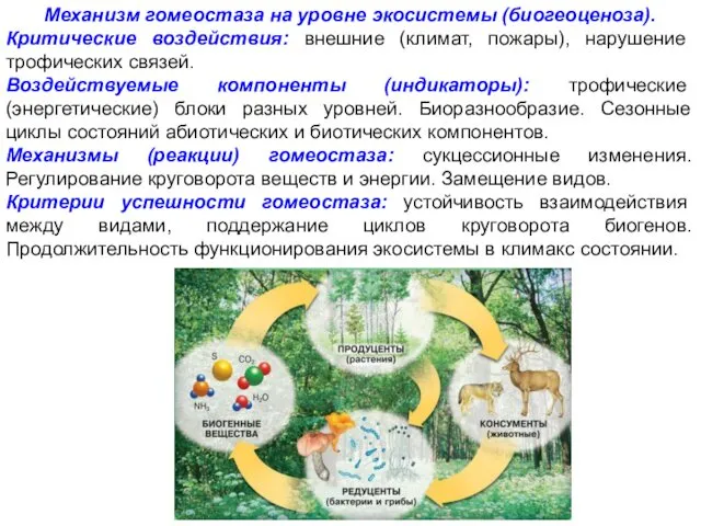 Механизм гомеостаза на уровне экосистемы (биогеоценоза). Критические воздействия: внешние (климат,