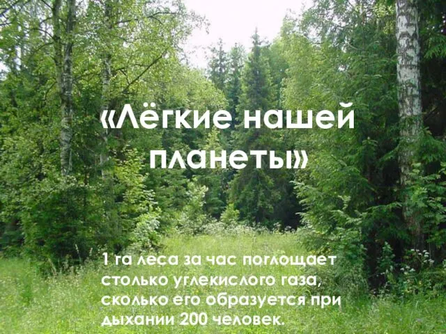 «Лёгкие нашей планеты» 1 га леса за час поглощает столько