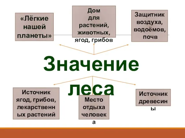 Значение леса «Лёгкие нашей планеты» Дом для растений, животных, ягод,