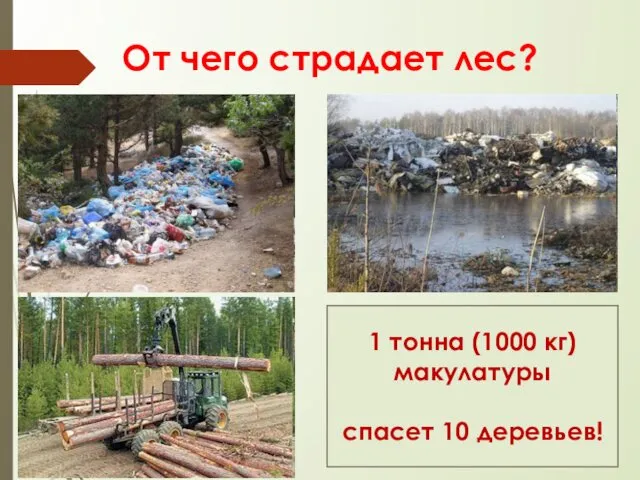 От чего страдает лес? 1 тонна (1000 кг) макулатуры спасет 10 деревьев!