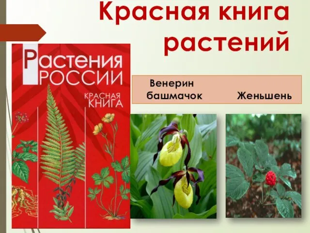 Красная книга растений Венерин башмачок Женьшень