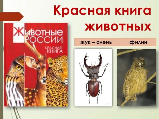 Красная книга животных жук – олень филин