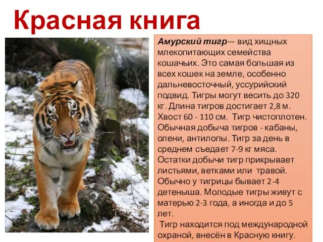 Красная книга животных Амурский тигр— вид хищных млекопитающих семейства кошачьих.