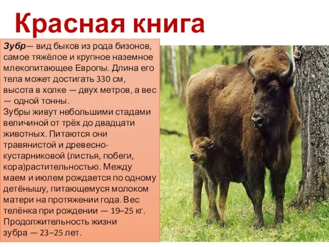 Красная книга животных Зубр— вид быков из рода бизонов, самое