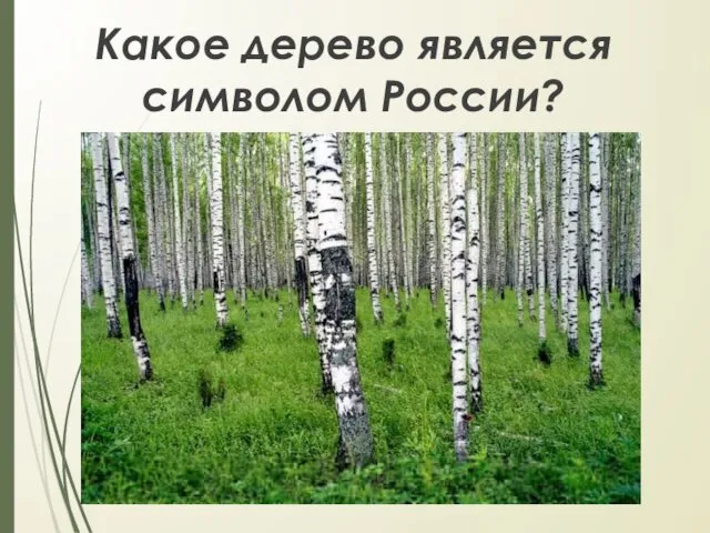 Какое дерево является символом России?