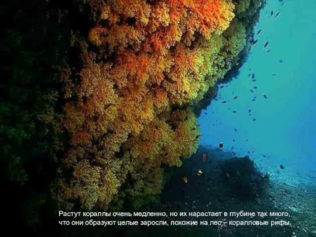 Растут кораллы очень медленно, но их нарастает в глубине так много, что они