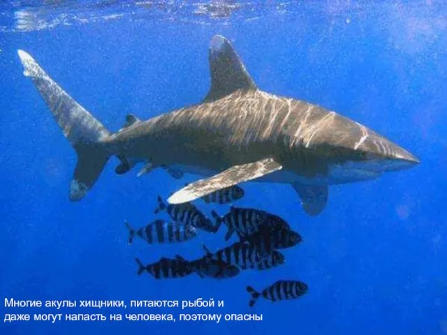 Многие акулы хищники, питаются рыбой и даже могут напасть на человека, поэтому опасны