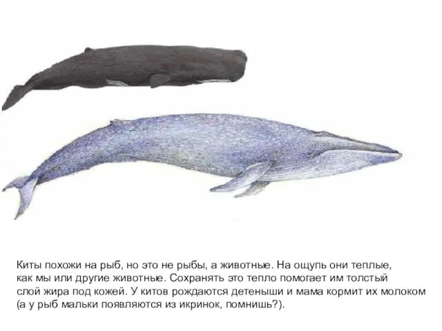 Киты похожи на рыб, но это не рыбы, а животные. На ощупь они