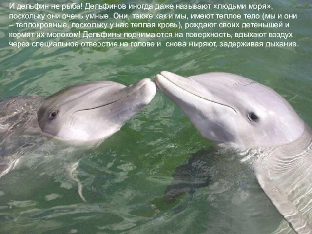 И дельфин не рыба! Дельфинов иногда даже называют «людьми моря», поскольку они очень