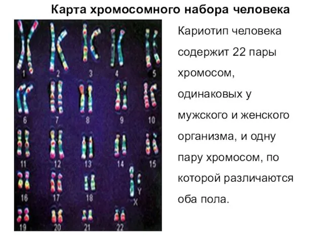 Кариотип человека содержит 22 пары хромосом, одинаковых у мужского и