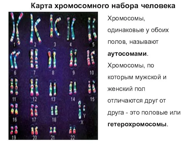 Хромосомы, одинаковые у обоих полов, называют аутосомами. Хромосомы, по которым