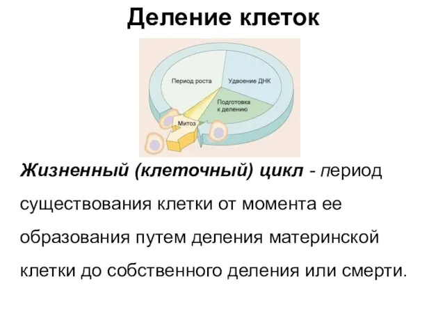 Деление клеток Жизненный (клеточный) цикл - период существования клетки от