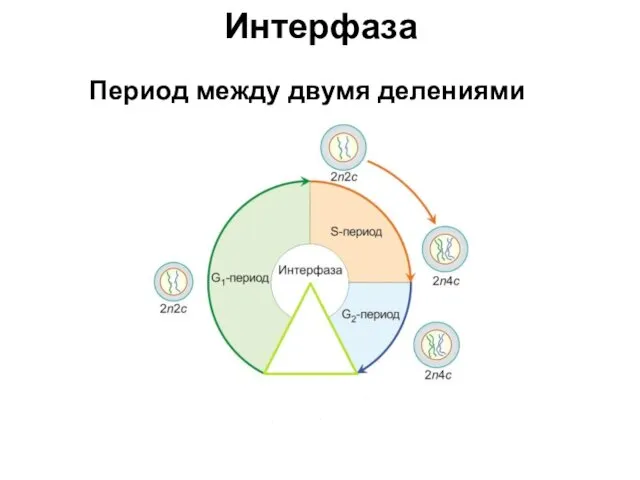 Интерфаза Период между двумя делениями