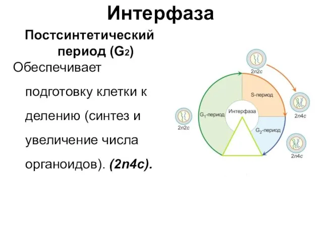 Интерфаза Постсинтетический период (G2) Обеспечивает подготовку клетки к делению (синтез и увеличение числа органоидов). (2n4c).