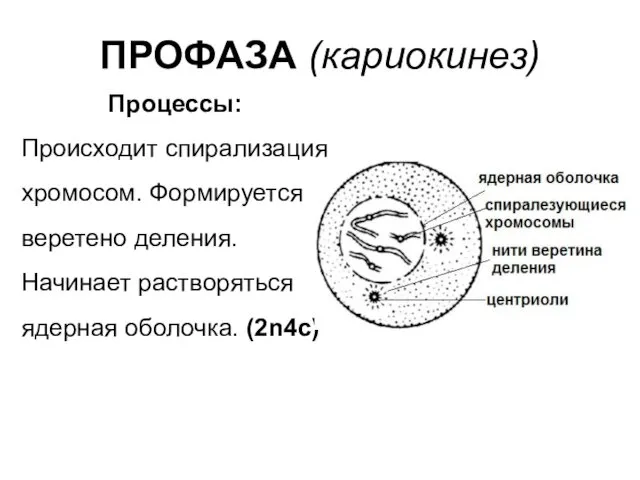 ПРОФАЗА (кариокинез) Процессы: Происходит спирализация хромосом. Формируется веретено деления. Начинает растворяться ядерная оболочка. (2n4c)