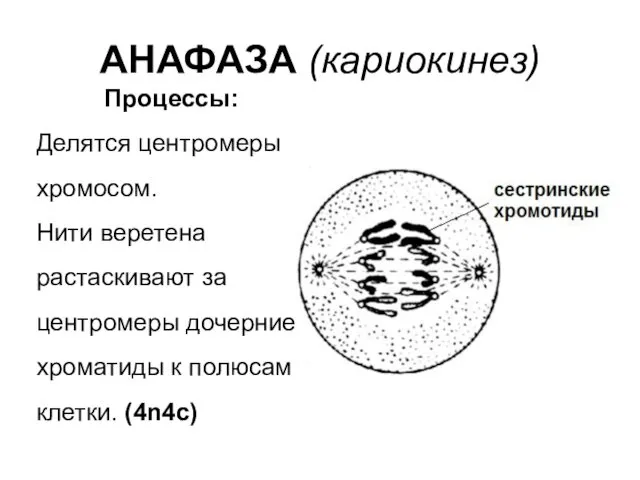 АНАФАЗА (кариокинез) Процессы: Делятся центромеры хромосом. Нити веретена растаскивают за