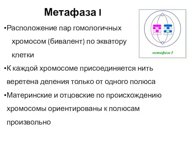 Метафаза I Расположение пар гомологичных хромосом (бивалент) по экватору клетки