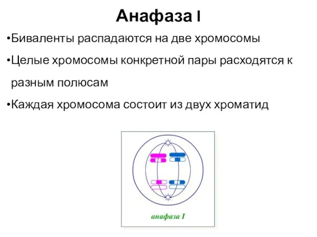 Анафаза I Биваленты распадаются на две хромосомы Целые хромосомы конкретной