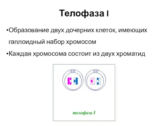 Телофаза I Образование двух дочерних клеток, имеющих гаплоидный набор хромосом Каждая хромосома состоит из двух хроматид
