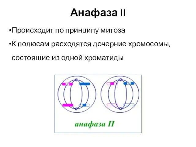 Анафаза II Происходит по принципу митоза К полюсам расходятся дочерние хромосомы, состоящие из одной хроматиды