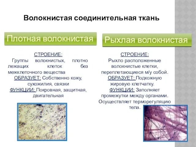 Волокнистая соединительная ткань Плотная волокнистая Рыхлая волокнистая СТРОЕНИЕ: Группы волокнистых,