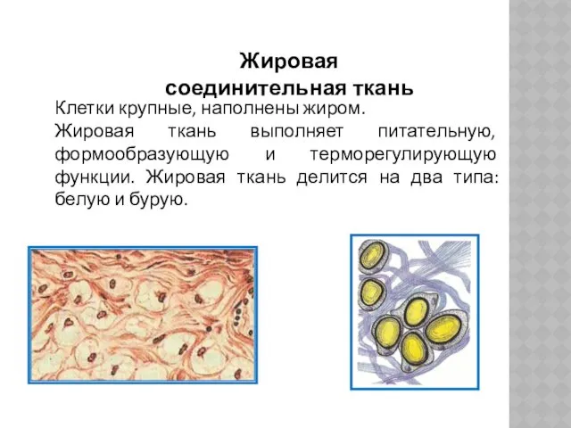 Жировая соединительная ткань Клетки крупные, наполнены жиром. Жировая ткань выполняет