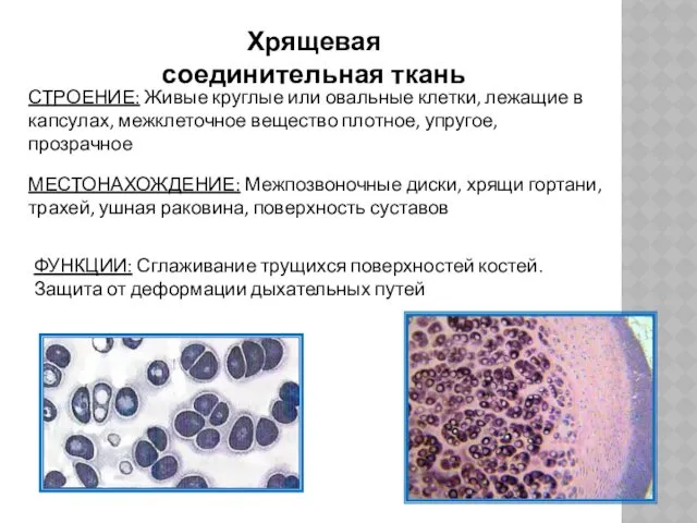 Хрящевая соединительная ткань СТРОЕНИЕ: Живые круглые или овальные клетки, лежащие