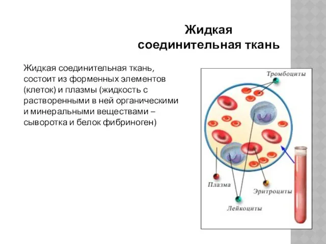 Жидкая соединительная ткань Жидкая соединительная ткань, состоит из форменных элементов