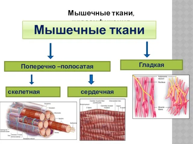 Мышечные ткани, классификация Мышечные ткани Поперечно –полосатая Гладкая скелетная сердечная