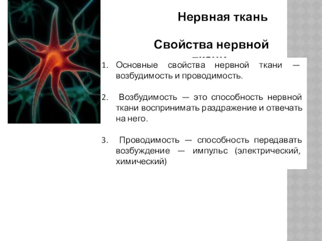 Свойства нервной ткани: Основные свойства нервной ткани — возбудимость и