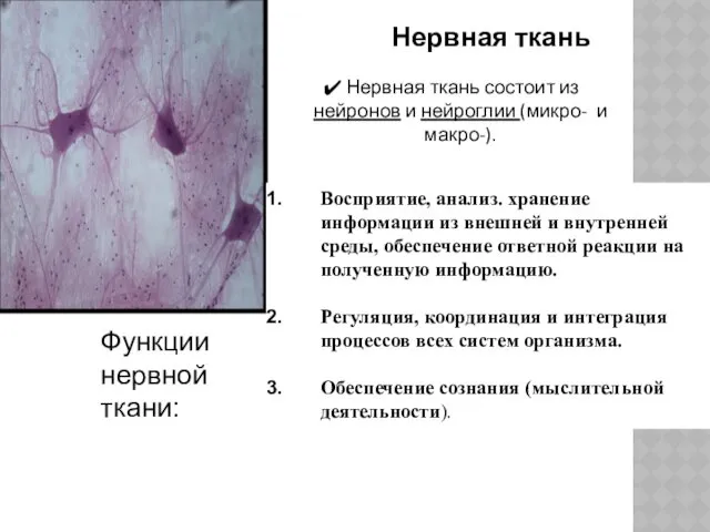 Нервная ткань Нервная ткань состоит из нейронов и нейроглии (микро-