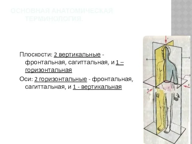 ОСНОВНАЯ АНАТОМИЧЕСКАЯ ТЕРМИНОЛОГИЯ. Плоскости: 2 вертикальные - фронтальная, сагиттальная, и