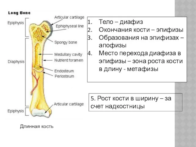 Тело – диафиз Окончания кости – эпифизы Образования на эпифизах