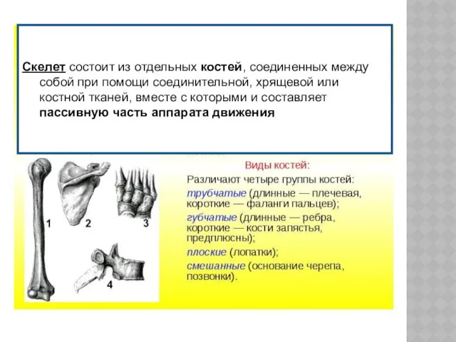 Скелет состоит из отдельных костей, соединенных между собой при помощи