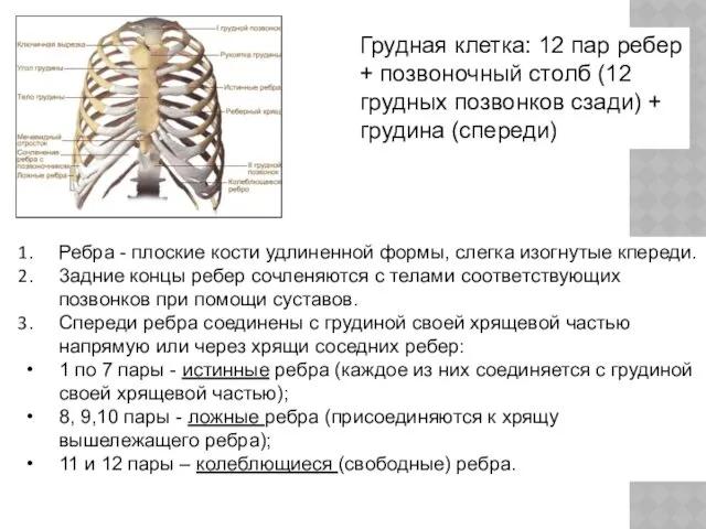 Грудная клетка: 12 пар ребер + позвоночный столб (12 грудных