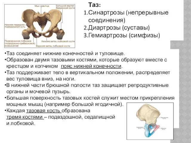 Таз: Синартрозы (непрерывные соединения) Диартрозы (суставы) Гемиартрозы (симфизы) Таз соединяет